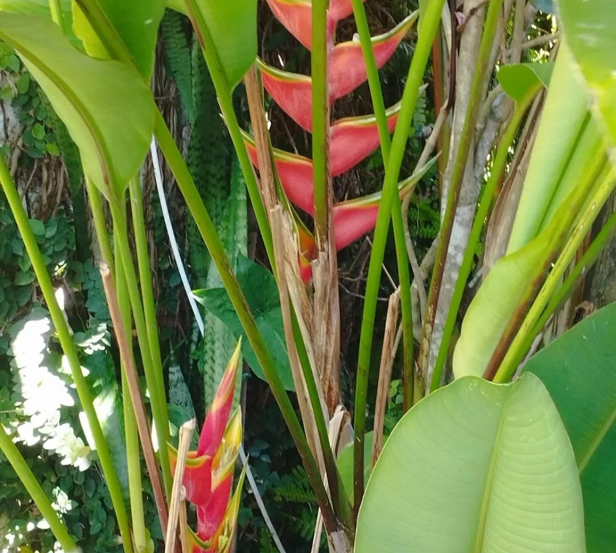 Pousada Canoeiros Porto Seguro 2*,  Brasilien